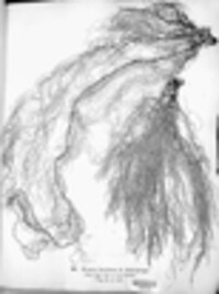 Usnea barbata image